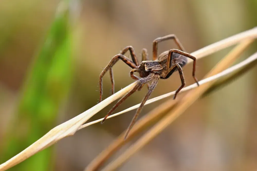 Dedetização de aranhas em São Paulo — foto real de aranhas