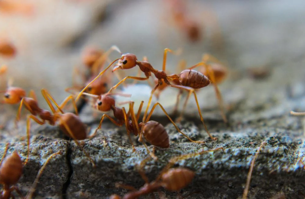 Dedetização de formigas em São Paulo — foto real de formigas