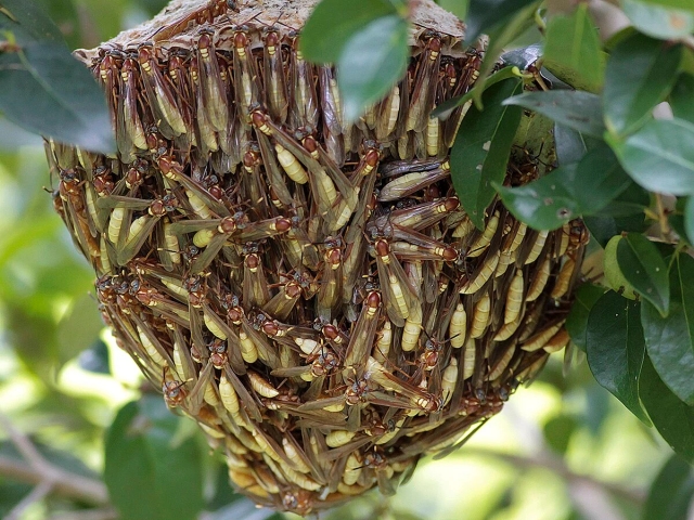 Dedetização de abelhas e marimbondos em São Paulo — foto real de abelhas e marimbondos