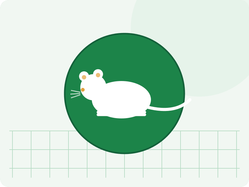 Rattus rattus (rato-de-telhado), Rattus norvegicus (rato-de-esgoto) e Mus musculus (camundongo) — identificação de ratos e roedores, praga comum em imóveis de São Paulo