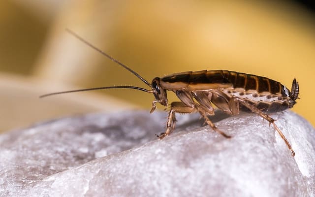 Barata germânica, a barata de cozinha mais comum em São Paulo