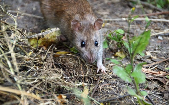 Rato procurando alimento entre folhas e galhos secos