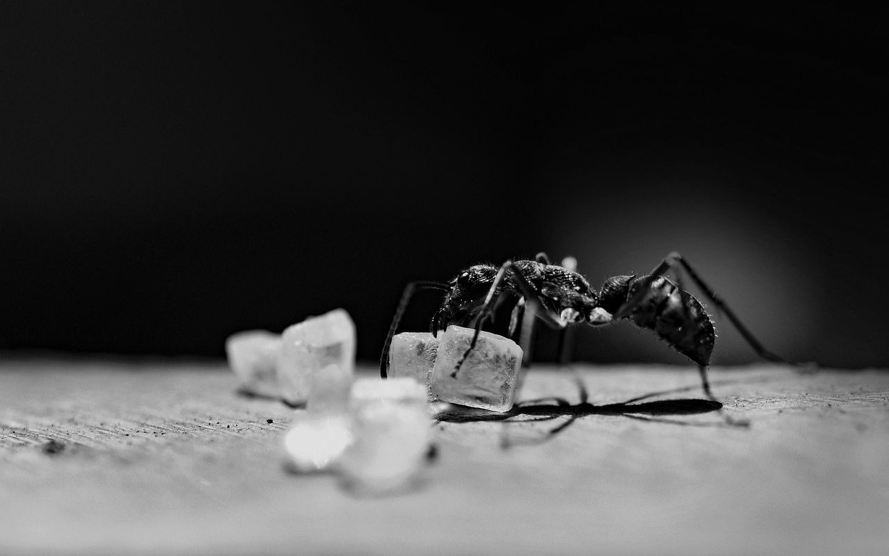 Formiga carregando um cristal de açúcar