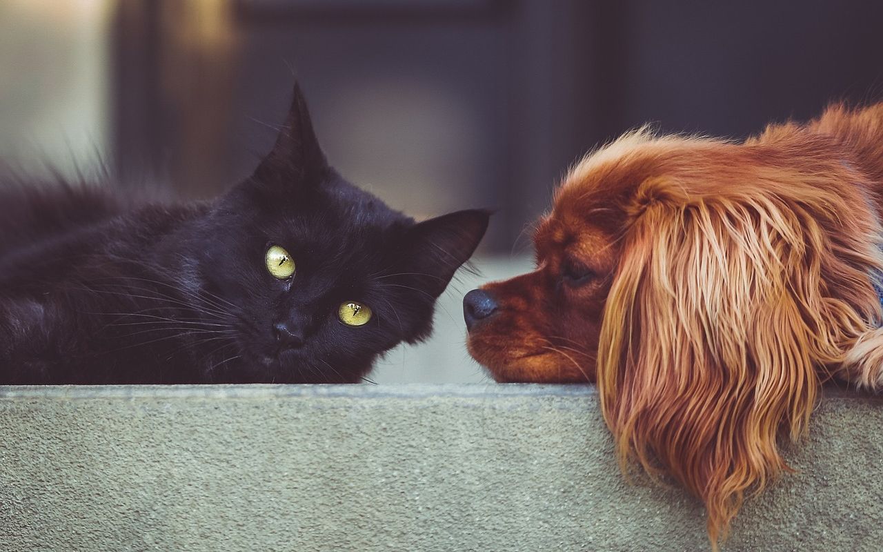 Gato preto e cachorro descansando juntos dentro de casa