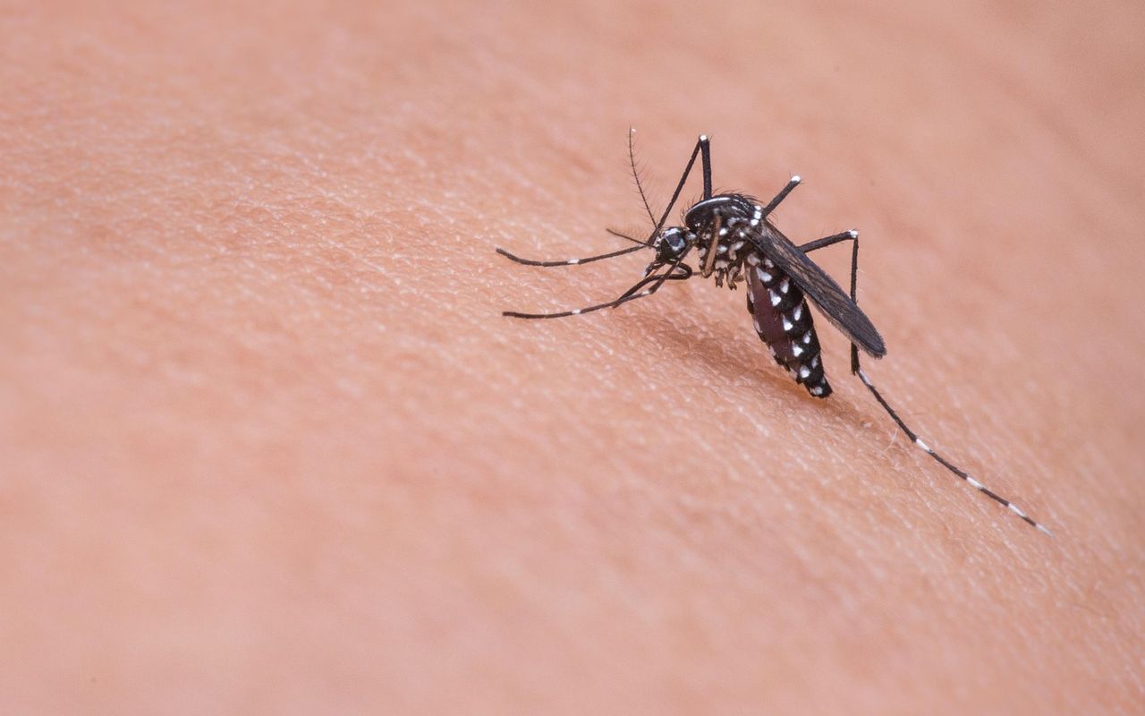 Mosquito Aedes picando a pele humana